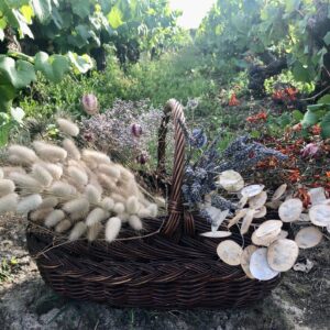 Cueillette plantes sauvages