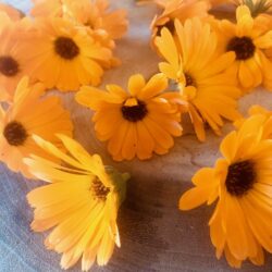 Calendula