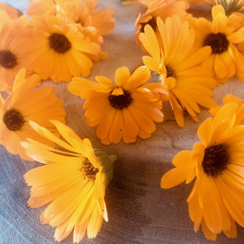 Calendula
