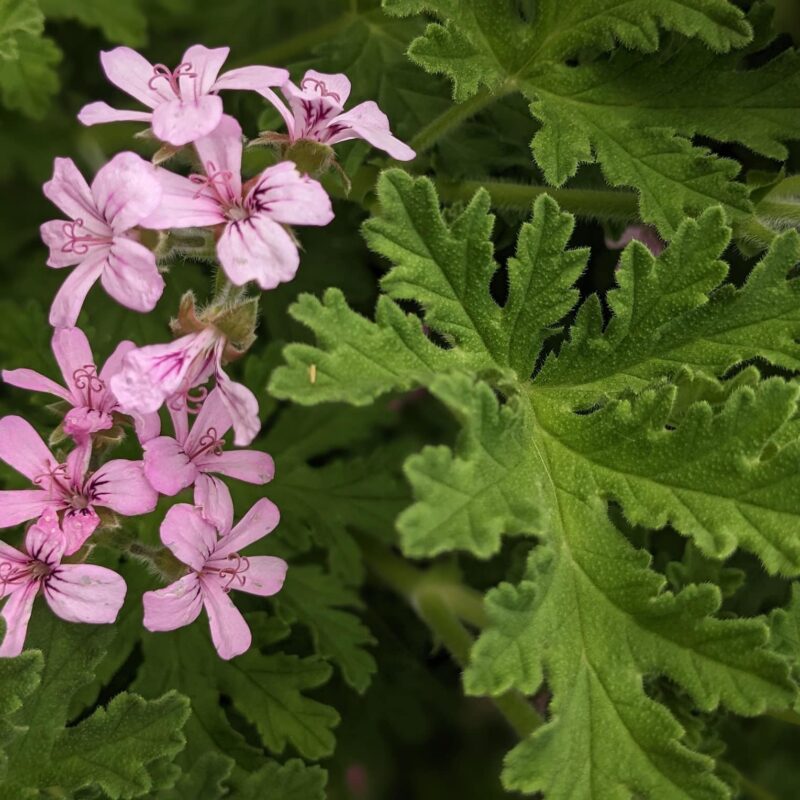 distillation Géranium Rosat