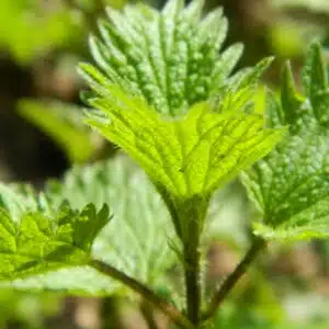 feuille d'ortie