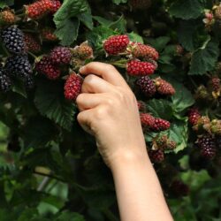 Cueillette mûres