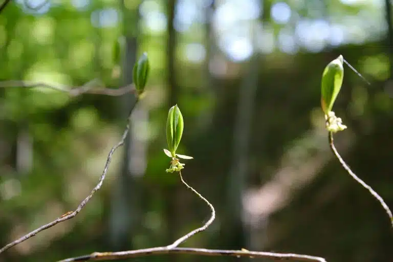 Printemps - Préparation Saison