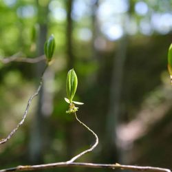 Printemps - Préparation Saison