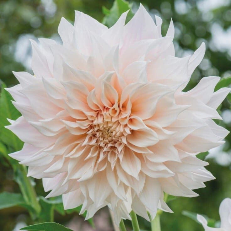 Dahlia Café Creme